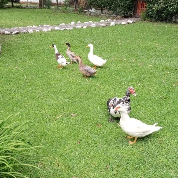 Finca El Milagro La Silleta Zewnętrze zdjęcie